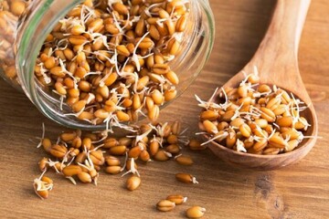 اکسیر جوانی در این گیاه کشف شد/ اگر می خواهد همیشه جوان بمانید بخوانید 